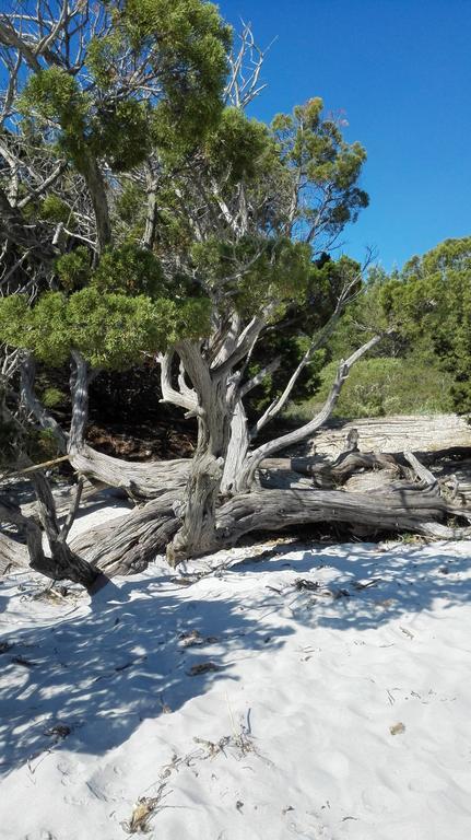 Appartamento Zefiro Iun P2016 Cala Liberotto Esterno foto